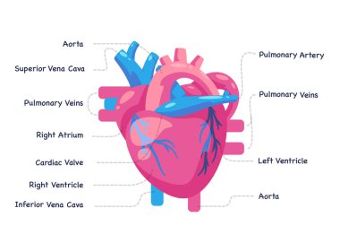 Heart blood cisrculation cardiovascular organ illustration drawing graphic of medical anatomy in vector