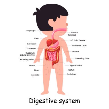 İnsan sindirim sistemi vücut anatomik iç organ abdominal mide grafiği.