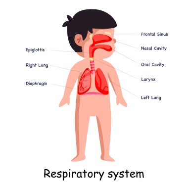 Breathing respiratory system body system anatomical internal organ lungs graphic illustration in vector