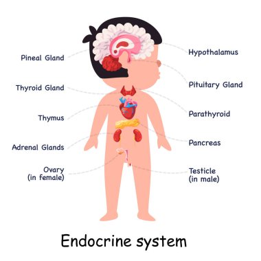 Endokrin sistem hormonları vücut anatomik iç organ grafiklerini vektör içinde gösterir