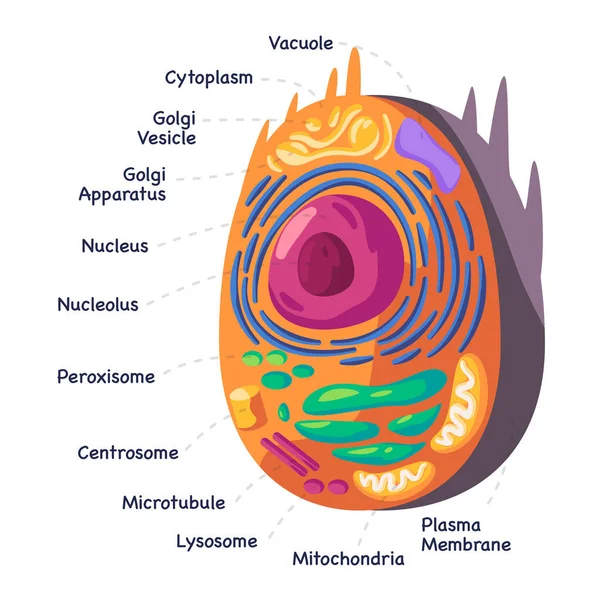 Structure Human Animal Cell Anatomy Diagram Mitochondion Nucleus Cellular Biology — Vector de stock