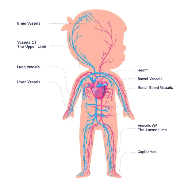 Blood Vessel Heart Circulatory System Cardiovascular Internal Organ Graphic Anatomy — Vector de stock