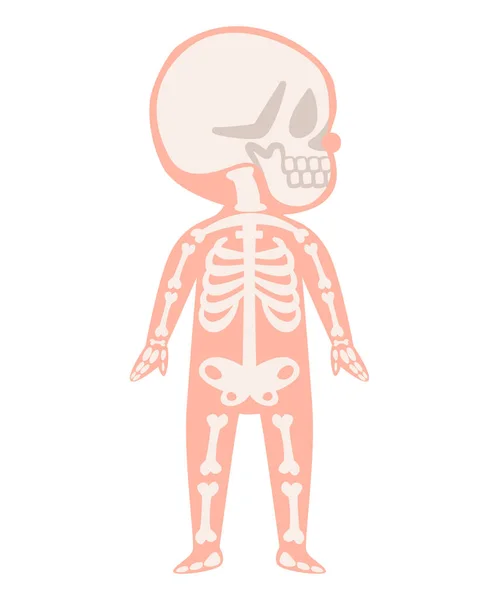 Skeleton Bone Body System Anatomical Internal Organ Graphic Illustration Vector — Vetor de Stock