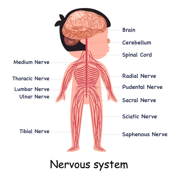 Nervous System Nerve Body System Anatomical Internal Organ Graphic Illustration — Stock vektor
