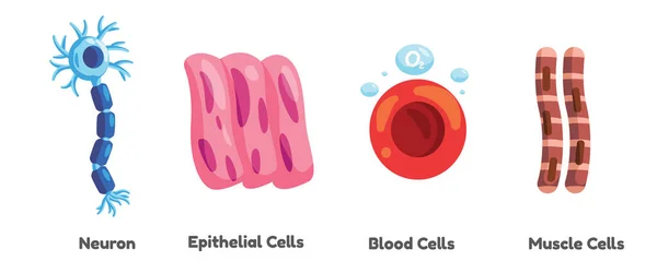 Соматические Клеточные Нейроны Человека Эпителиальная Кровь Мышечная Иллюстрация Графика Векторе — стоковый вектор