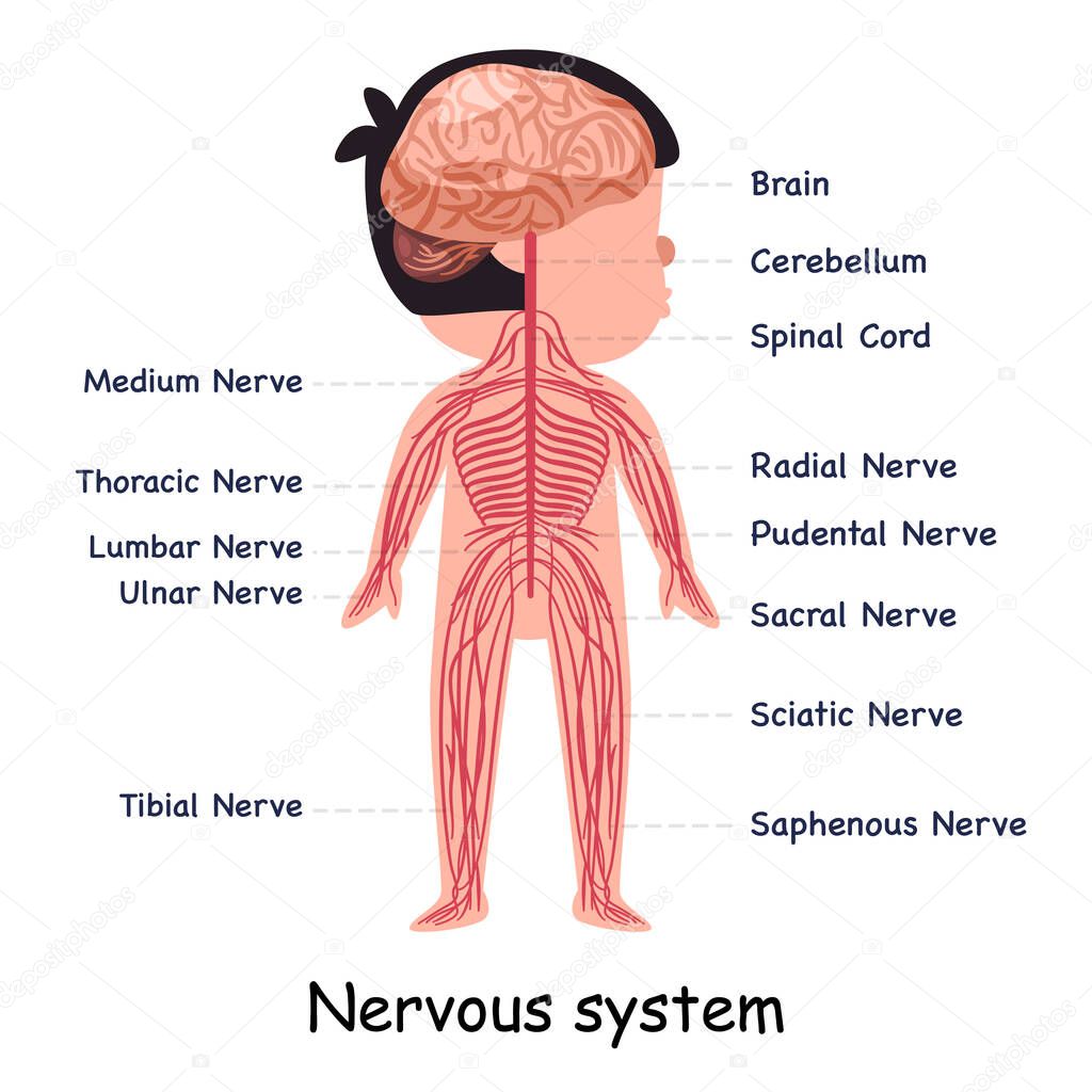 Nervous system nerve body system anatomical internal organ graphic illustration in vector