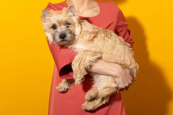 Kern terrier on a yellow background. Petrenthood concept. Pet owner holding a dog. — стоковое фото