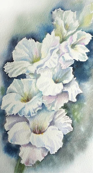 Dibujo Acuarela Una Rama Gladiolo Floreciente Con Flores Blancas Sobre Imágenes de stock libres de derechos