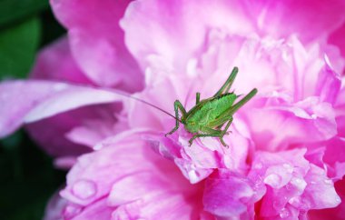 Yeşil çekirge parlak pembe bir şakayığın taç yapraklarının üzerinde oturur.