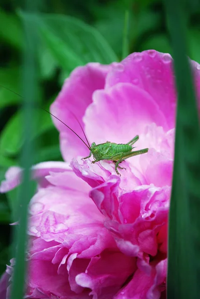 Grüne Heuschrecke Sitzt Auf Den Blütenblättern Einer Leuchtend Rosa Pfingstrose — Stockfoto
