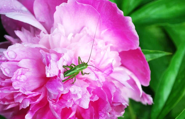 Gafanhoto Verde Senta Nas Pétalas Uma Peônia Rosa Brilhante — Fotografia de Stock