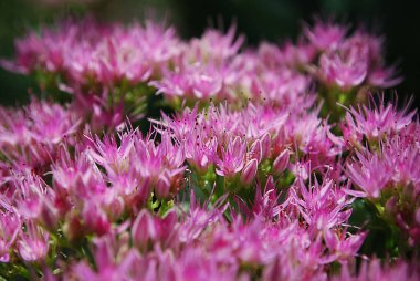 Küçük pembe sedum çiçekleri dekoratif yaz bahçesi dekorasyonu