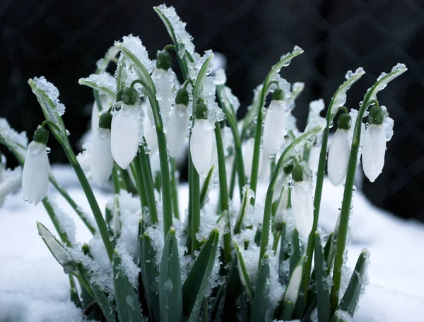 Delicati Bucaneve Bianchi Ricoperti Neve Soffice Bianca — Foto Stock