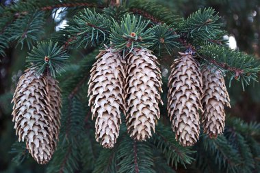 Büyük koniler yeşil ladin dallarının dekoratif süslemesi