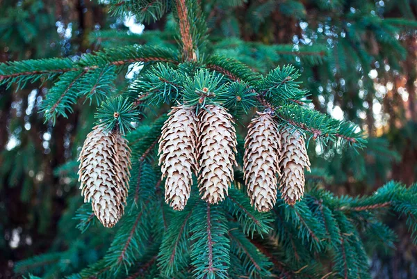 Large Cones Decorative Decoration Green Spruce Branches — Stock Photo, Image