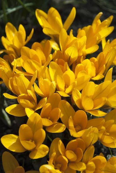 Groep Planten Van Delicate Krokussen Decoratieve Decoratie Van Lentetuin — Stockfoto