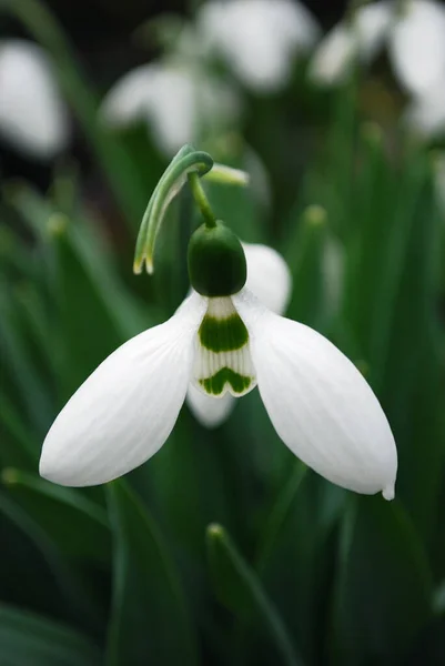 Jemné Bílé Sněhové Kapky Dekorativní Dekorace Jarní Zahrady — Stock fotografie