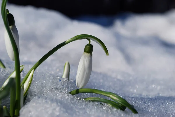 白い春の雪の中に繊細な桜草が芽吹き — ストック写真