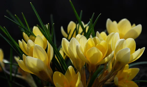 Žluté Botanické Krokusy Dekorativní Jarní Zahradní Dekorace — Stock fotografie