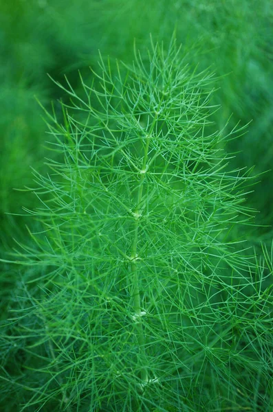 Doftande Örter Trädgården Naturlig Krydda Matlagning — Stockfoto