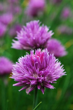 Leylak çiçekleri, yaz bahçesi süslemeleri.