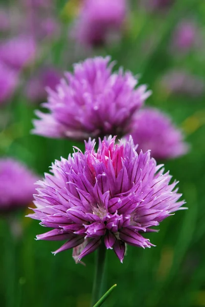 Leylak çiçekleri, yaz bahçesi süslemeleri.