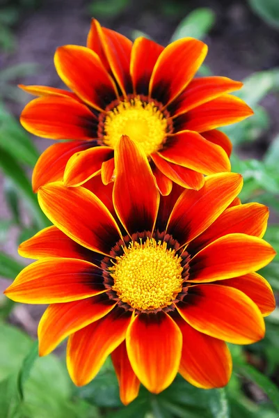 Dueto Dos Flores Gazania Naranja Brillante Entre Hojas Verdes — Foto de Stock