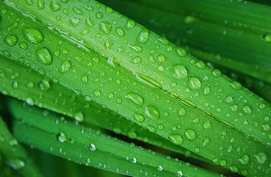 Sıcak yaz yağmurundan damlayan damlalar parlak yeşil yaprakların üzerine