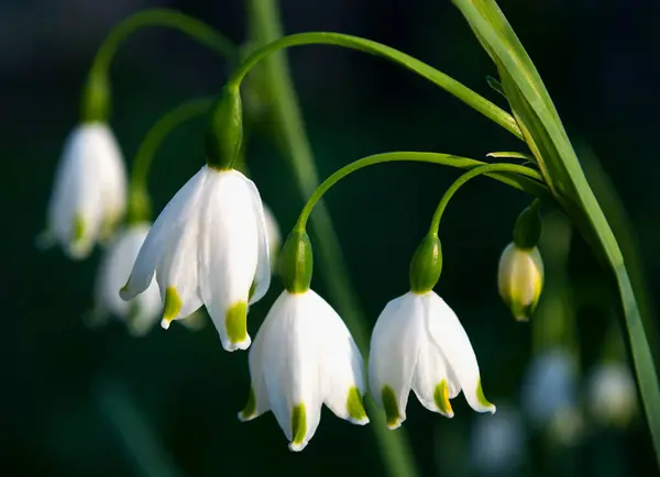 Květenství Jemných Bílých Zvonků Ozářených Slunečními Paprsky — Stock fotografie