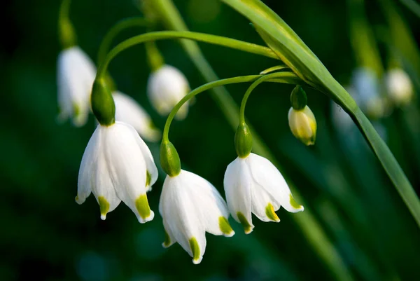 Květenství Jemných Bílých Zvonků Ozářených Slunečními Paprsky — Stock fotografie