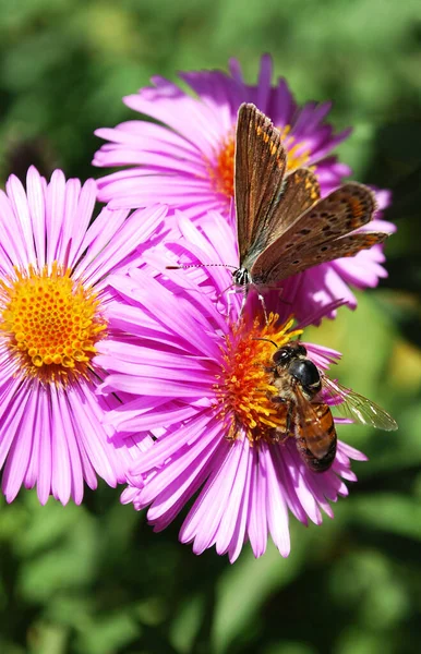 Zarter Schmetterling Auf Leuchtend Rosa Astern Die Von Der Sonne — Stockfoto