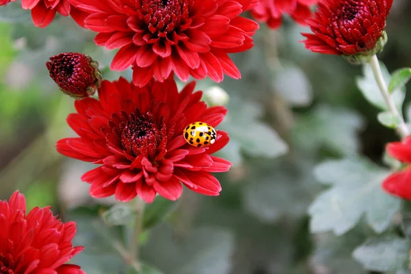 Una Mariquita Brillante Sienta Una Flor Roja Pequeño Crisantemo — Foto de Stock