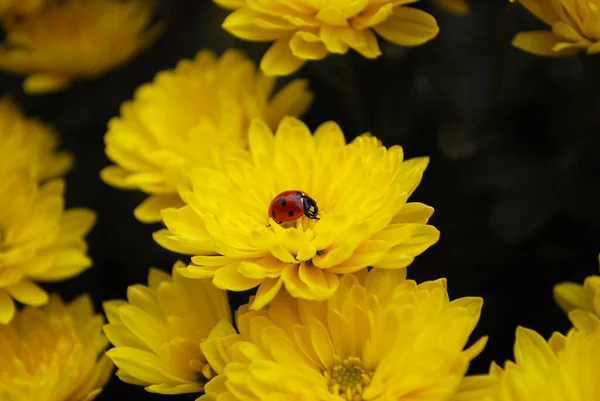 Uma Joaninha Vermelha Viaja Através Arbusto Crisântemo Luxuosamente Florido — Fotografia de Stock