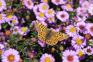 Güneşin aydınlattığı parlak pembe astar üzerindeki yumuşak kelebek.