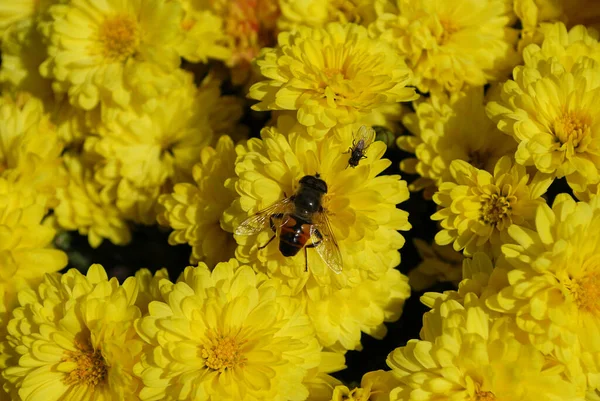 Helle Summerfliege Sammelt Blütenstaub Herbstgarten — Stockfoto