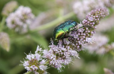 bronzovka collects pollen on the inflorescence of mint