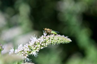 Küçük bir sinek nane şekerinin üzerinde oturur.