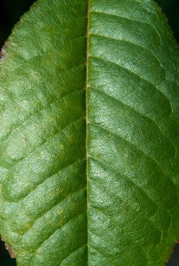 yeşil kiraz yaprağı siyah arkaplanı kapat