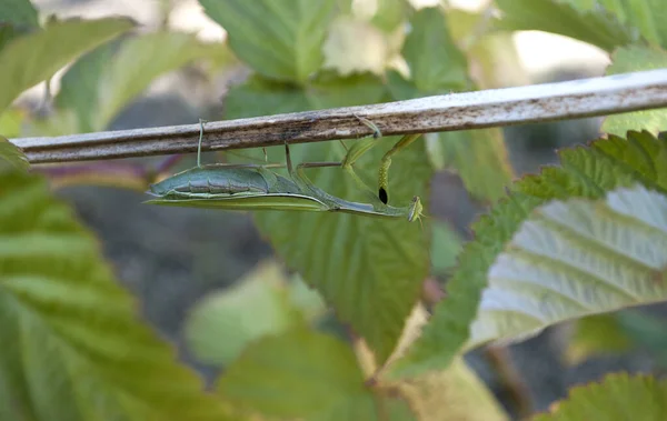 浓密的绿色螳螂坐在树枝上 — 图库照片