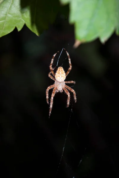 Abendliche Jagd Auf Eine Spinne Zwischen Grünen Blättern — Stockfoto