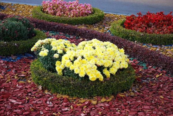 Heldere Struik Van Chrysant Kleine Begonia Decoratieve Ornament Voor Een — Stockfoto