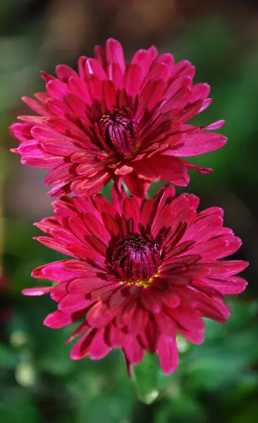 Pequeños Crisantemos Rojos Decoración Del Jardín Otoño — Foto de Stock