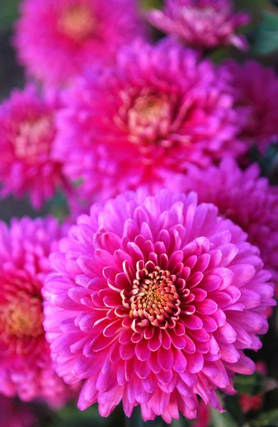 Bright Pink Chrysanthemums Decorative Decoration Autumn Garden — Stock Photo, Image