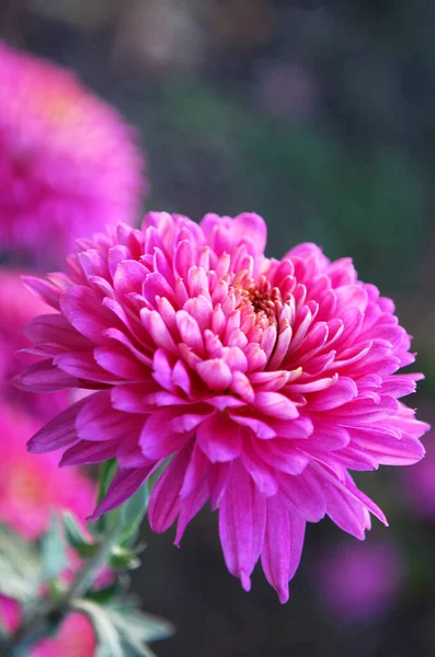 Bright Pink Chrysanthemums Decorative Decoration Autumn Garden — Stock Photo, Image