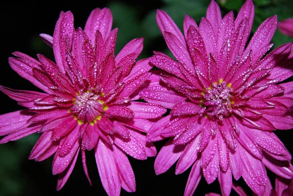 Bright Pink Chrysanthemums Decorative Decoration Autumn Garden — Stock Photo, Image