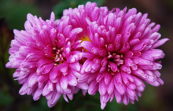 Pink Terry Chrysanthemums Covered Small Raindrops — Stock Photo, Image