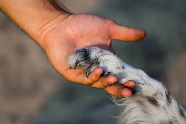 Hundepfote und menschliche Hand — Stockfoto