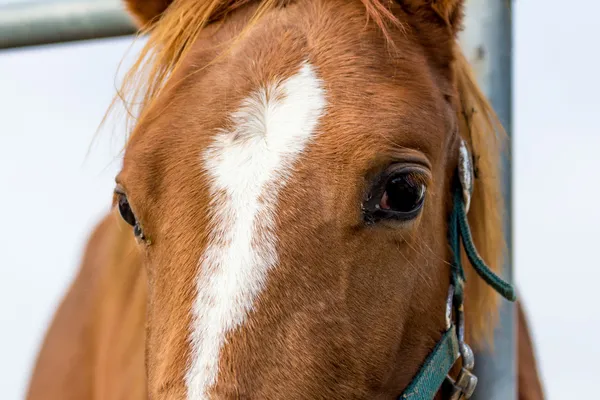 Cabeça de um cavalo — Fotografia de Stock