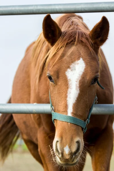 Horse in a farm Stock Photo