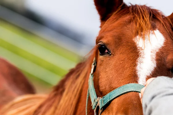 O humano está a acariciar um cavalo. — Fotografia de Stock